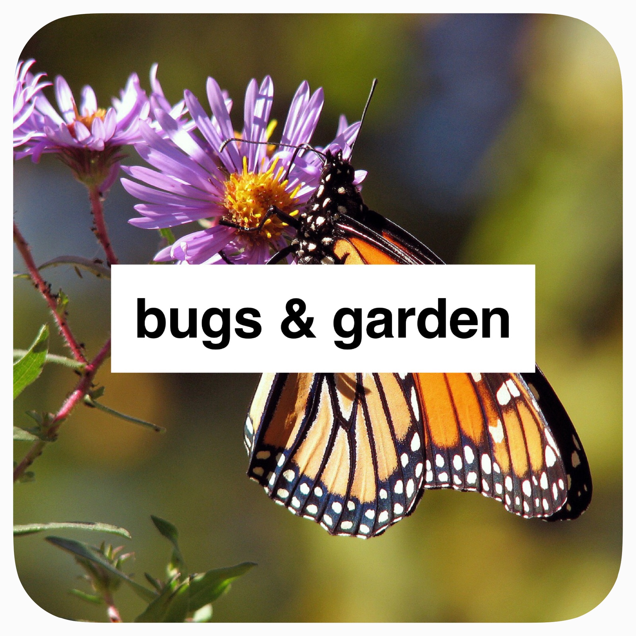 thematic study on bugs and garden