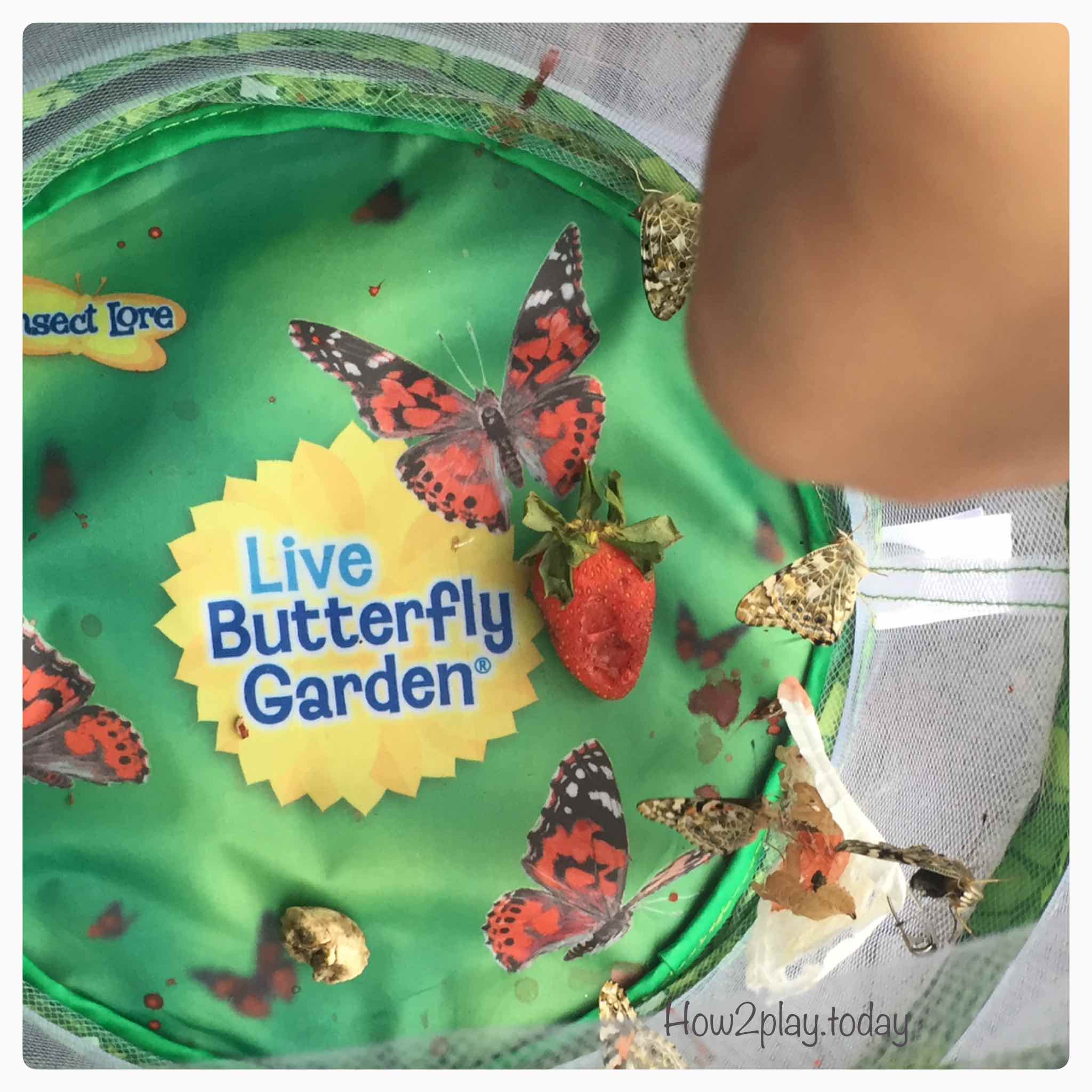 Studying Butterflies with this Butterfly Lore kit