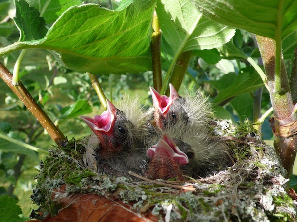 Baby Birds: thematic study on baby birds/ baby animals by How2play.today