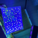 Neon Explosion Summer Camp: What's better than painting? Painting with neon colors and playing with blacklights! We love to create simple yet exciting art and play activities for children that gets them thinking And creating outside of the box.