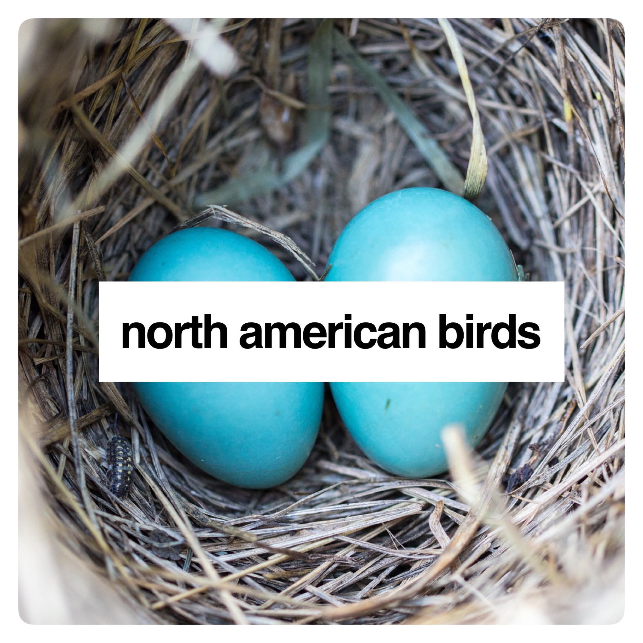 Follow along as we study North American Birds in our homeschool room. For early and upper elementary. We will be covering Language Arts, Social Studies, Geography, and even Art.